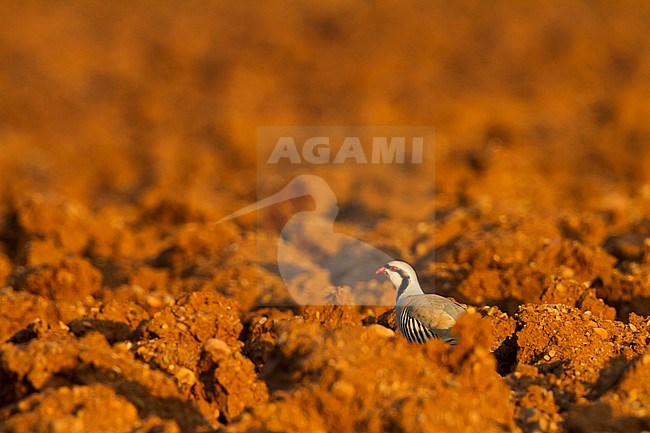 Chukar - Chukar - Alectoris chukar ssp. cypriotes, Cyprus stock-image by Agami/Ralph Martin,