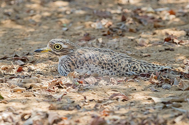 Spotted Thick-Knee (Burhinus capensis), side view of an adult lying down on the ground in Oman. stock-image by Agami/Saverio Gatto,