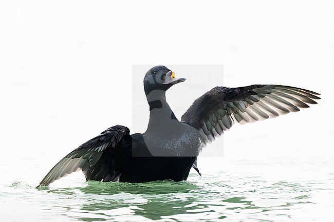  stock-image by Agami/Menno van Duijn,