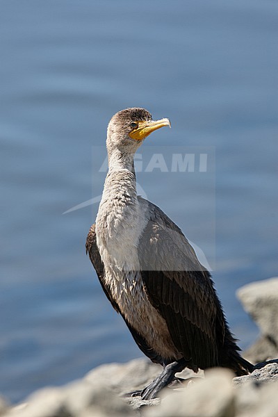 First-winter Double-crested Cormorant (Phalacrocorax auritus floridanus) in Florida. The smallest of the five subspecies. stock-image by Agami/Michael McKee,