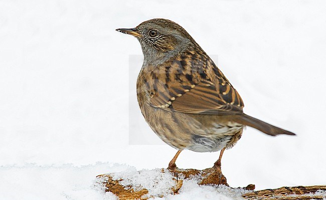 Dunnock, Heggenmus stock-image by Agami/Alain Ghignone,