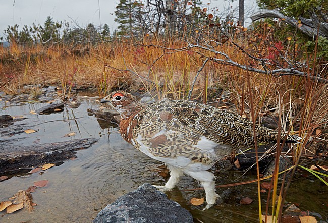 Vrouwtje Moerassneeuwhoen in zomerkleed; Female Willow Ptarmigan in summer plumage stock-image by Agami/Markus Varesvuo,