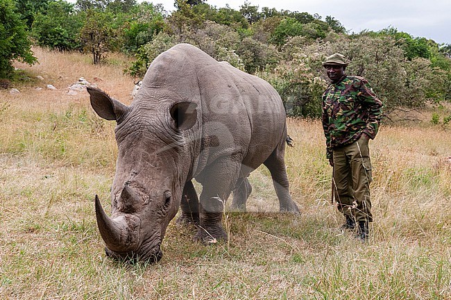 A man with White rhinoceros, Ceratotherium simum, in Masai Mara Rhino Sanctuary. Masai Mara National Reserve, Kenya, Africa. stock-image by Agami/Sergio Pitamitz,