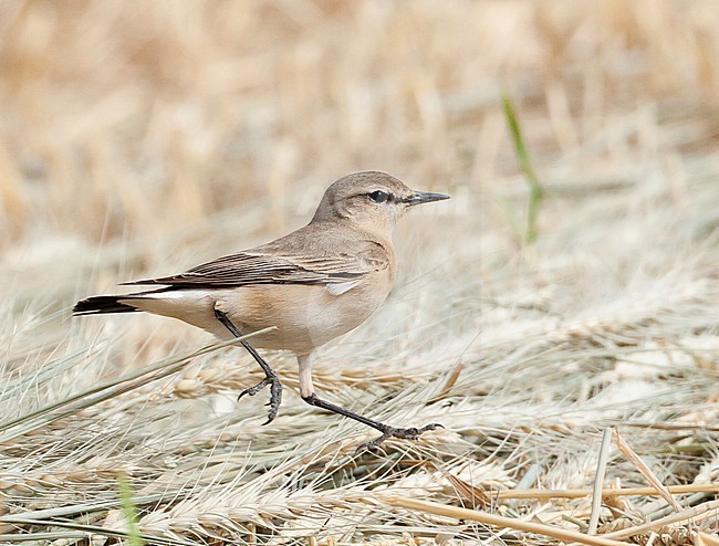 Isabelline Wheatear (Oenanthe isabelline) during spring migration in Israel, running on the ground. stock-image by Agami/Marc Guyt,