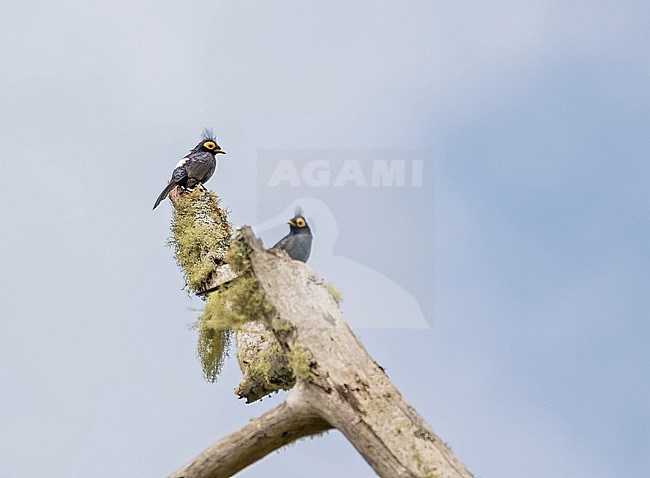 Apo Myna (Goodfellowia miranda) in mountains of Mindanao, the Philippines. stock-image by Agami/Pete Morris,