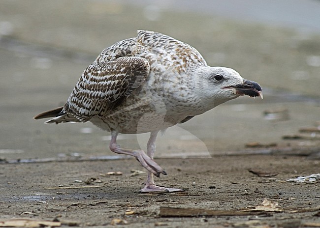 Greater Black-backed Gull immature; Grote Mantelmeeuw onvolwassen stock-image by Agami/Marc Guyt,