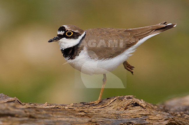 Volwassen Kleine Plevier; Adult Little Ringed Plover stock-image by Agami/Daniele Occhiato,