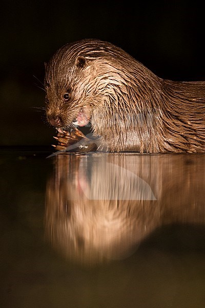 European Otter (Lutra Lutra) forging at night stock-image by Agami/Alain Ghignone,