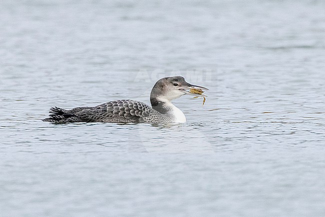 Great Northern Diver (Gavia immer) in juvenile plumage holding a prey, probably a crayfish, in its bill. stock-image by Agami/David Monticelli,