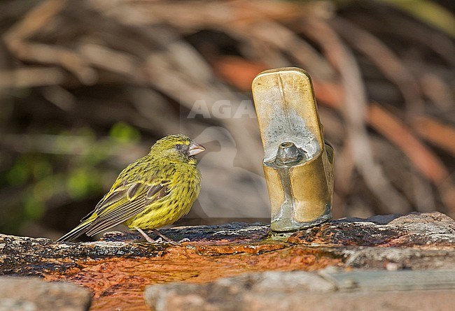 Male Forest Canary (Crithagra scotops) in South Africa. stock-image by Agami/Pete Morris,