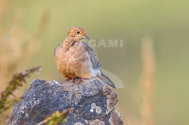 American Mourning Dove (Zenaida macroura) perched on a rocky wall in Middle Fields near the Guesthouse, Corvo, Azores, Portugal. stock-image by Agami/Vincent Legrand,