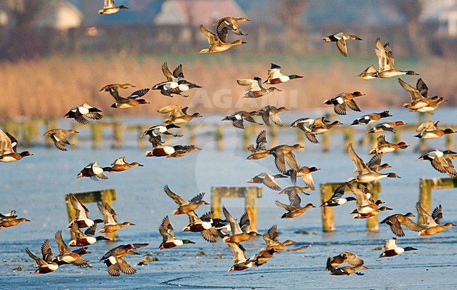 Opvliegende Slobeenden; Northern Shoveler taking off stock-image by Agami/Marc Guyt,