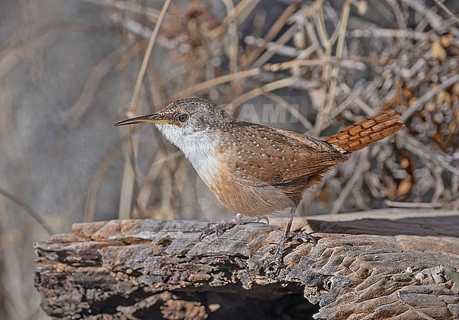 Canyon Wren (Catherpes mexicanus) in Western Mexico. stock-image by Agami/Pete Morris,