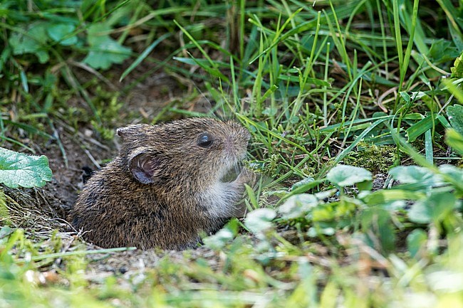 Veldmuis; Common Vole stock-image by Agami/Hans Germeraad,