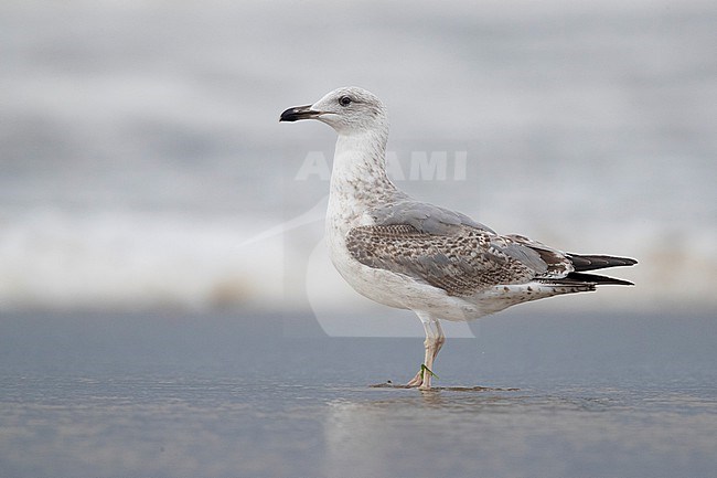 Yellow-legged Gull (Larus michahellis), side view of a second winter individual standing on the shore, Campania, Italy stock-image by Agami/Saverio Gatto,