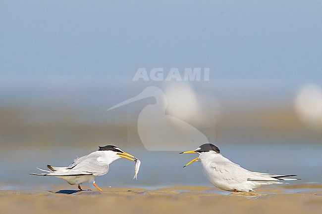 Dwergstern, Little Tern, Sternula albifrons pair on beach stock-image by Agami/Menno van Duijn,