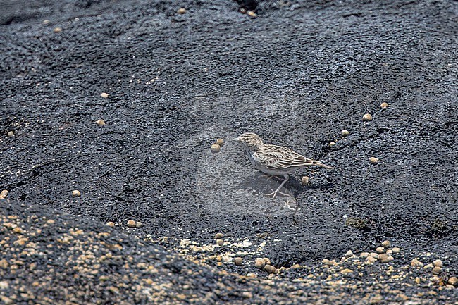 Raso Lark (Alauda razae) sitting on black lava rock, in Raso island, Cape Verde. stock-image by Agami/Sylvain Reyt,