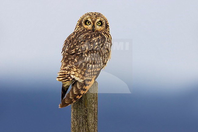 Short-eared Owl (Asio flammeus) in Italy. stock-image by Agami/Daniele Occhiato,