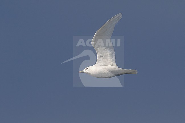 Ivory Gull abve the pack ice in the Greenland Sea stock-image by Agami/Onno Wildschut,