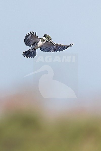 Female Amazon Kingfisher (Chloroceryle amazona) flying over a river in the Pantanal of Brazil. stock-image by Agami/Glenn Bartley,