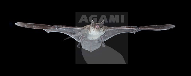 Meervleermuis, Pond bat, Myotis dasycneme stock-image by Agami/Theo Douma,