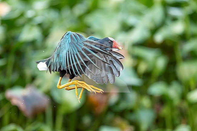 Purple Gallinule (Porphyrio martinica) flying over  green swamp vegetation in marshland of Florida USA. stock-image by Agami/Marcel Burkhardt,