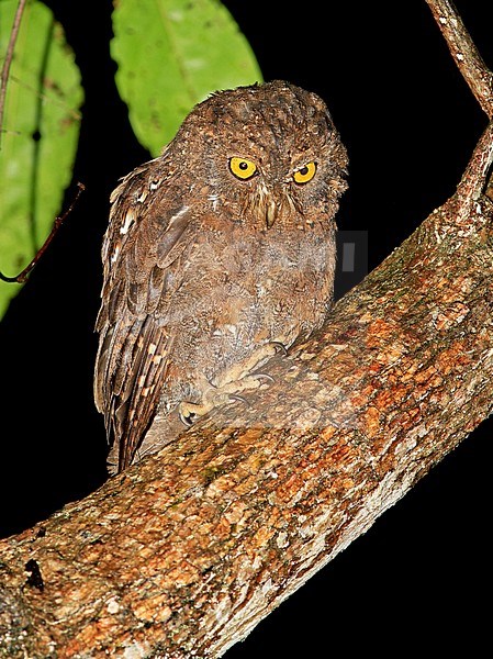 Simeulue scops owl (Otus umbra) in rain forests of Sumatra in Indonesia. stock-image by Agami/Pete Morris,