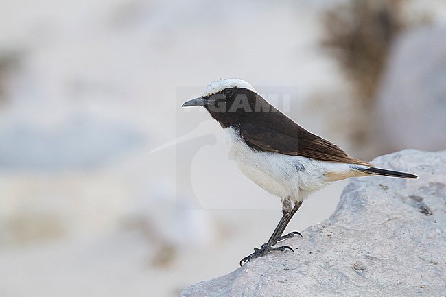 Arabian Wheatear - Schwarzrücken-Steinschmätzer - Oenanthe lugens ssp. lugentoides, Oman, adult male stock-image by Agami/Ralph Martin,