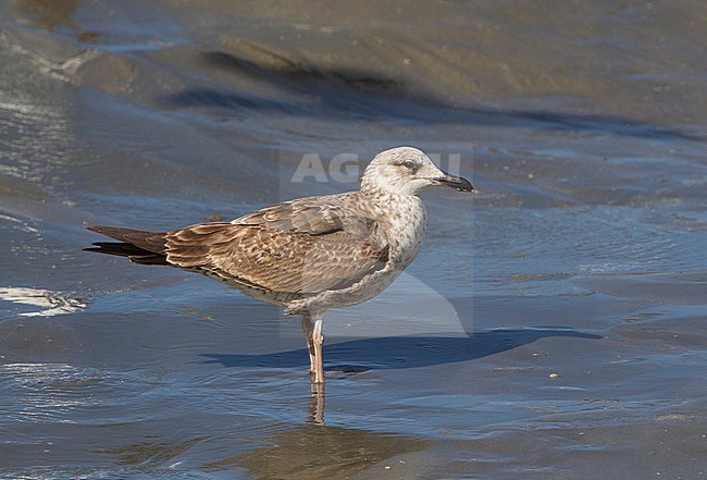 Tweede jaars Kleine Mantelmeeuw, Second year Lesser Black-backed Gull stock-image by Agami/Karel Mauer,