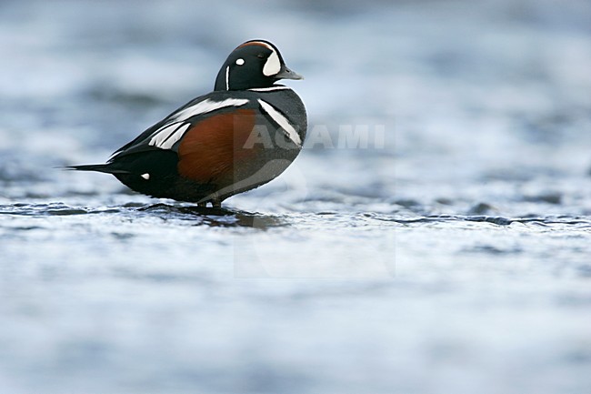 Mannetje Harlekijneend in IJslandse rivier; Male Harlequin Duck in Icelandic river stock-image by Agami/Menno van Duijn,
