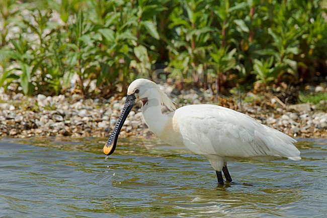 Foeragerende Lepelaar, Eurasian Spoonbill foraging stock-image by Agami/Roy de Haas,