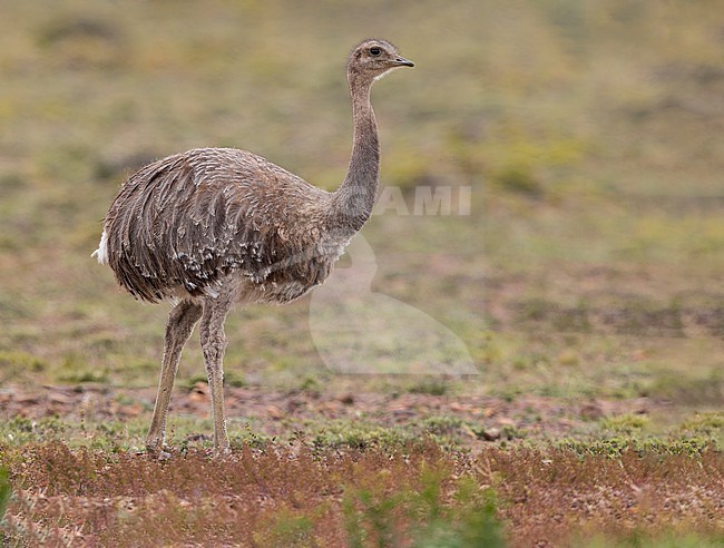 Lesser Rhea (Rhea pennata) in Southern Argentina stock-image by Agami/Dubi Shapiro,