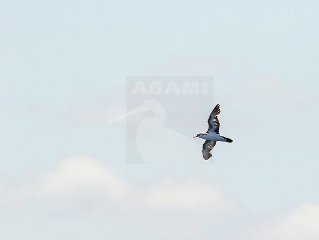 Tropical shearwater (Puffinus bailloni) at sea between Marquesas and Tuamotus islands. stock-image by Agami/Pete Morris,