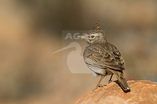 Thekla Lark - Theklalerche - Galeridae theklae ssp. theresae, Morocco, adult stock-image by Agami/Ralph Martin,