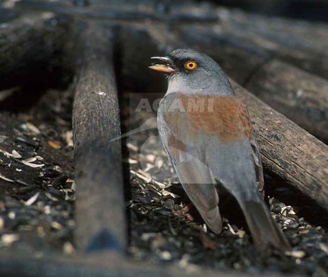 Geeloogjunco; Yellow-eyed Junco stock-image by Agami/Mike Danzenbaker,