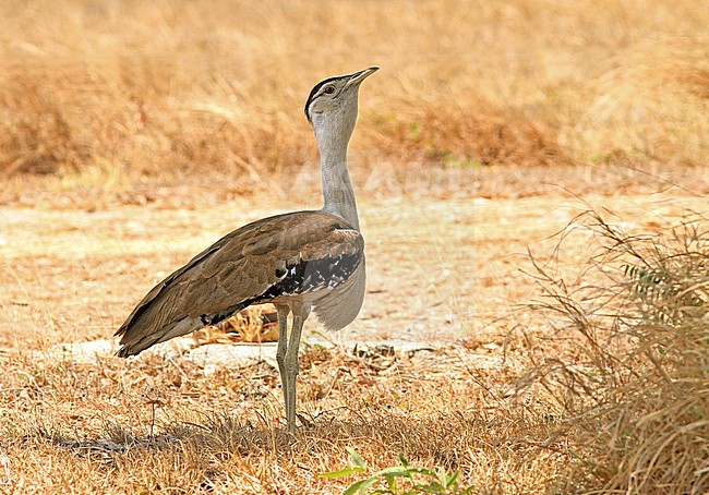  stock-image by Agami/Pete Morris,