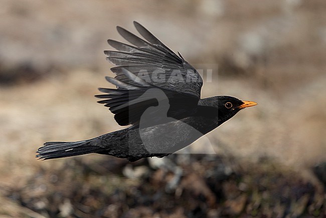 Adult male Common Blackbird (Turdus merula merula) in flight at Hirsholmene, Denmark stock-image by Agami/Helge Sorensen,