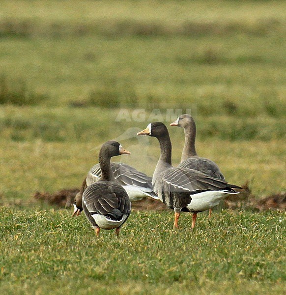 Greenland White-fronted Goose (Anser albifrons flavirostris) in a green meadow during winter in the Netherlands stock-image by Agami/Fred Visscher,