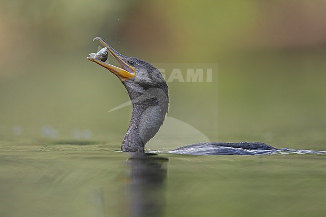 Neotropic Cormorant (Nannopterum brasilianum mexicanum) at Cundinamarca, Colombia. stock-image by Agami/Tom Friedel,