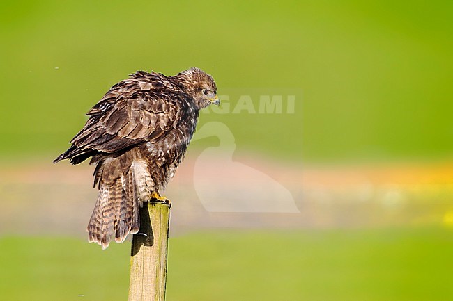 Buizerd zittend op paal in weiland Nederland, Common Buzzard perched at pole in grassland Netherlands stock-image by Agami/Wil Leurs,