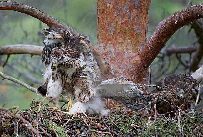 Havik jongen op nest; Northern Goshawk immatures on nest stock-image by Agami/Markus Varesvuo,
