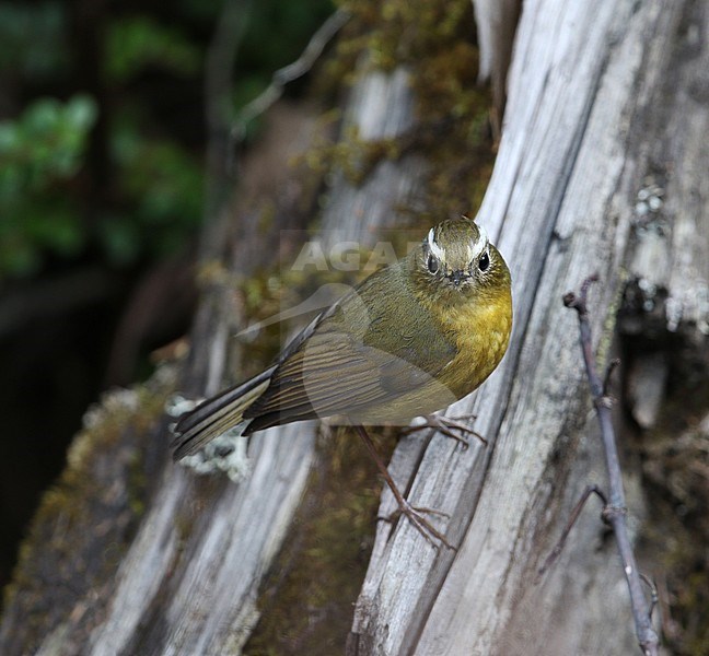 Female White-browed Bush Robin (Tarsiger indicus) in the Indian Himalayas. Perched on a fallen log. stock-image by Agami/James Eaton,