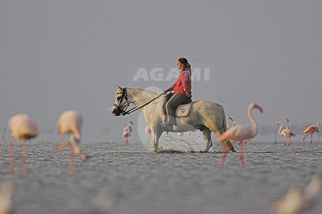 Paardrijders in de Camargue, Horseriders in the Camargue stock-image by Agami/Menno van Duijn,