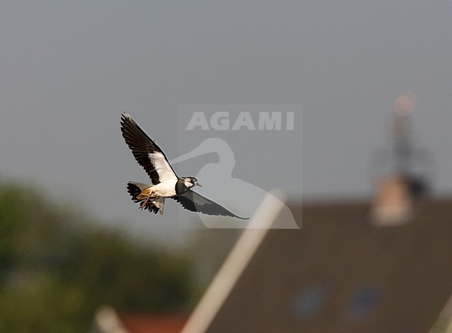 Northern Lapwing flying; Kievit vliegend stock-image by Agami/Marc Guyt,