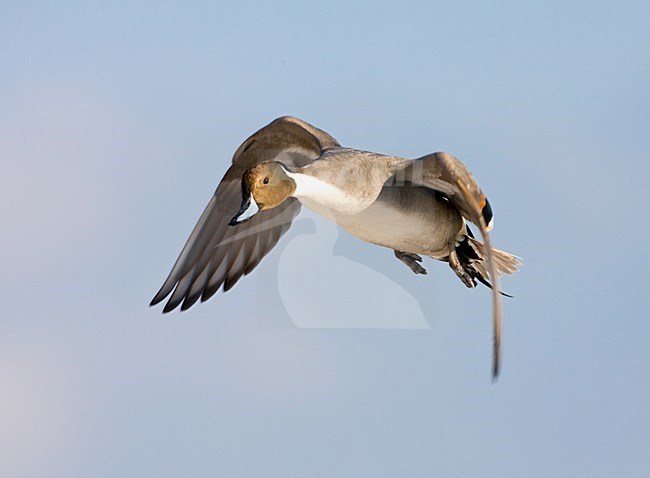 Northern Pintail male flying; Pijlstaart man vliegend stock-image by Agami/Marc Guyt,