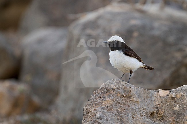 Arabian Wheatear - Schwarzrücken-Steinschmätzer - Oenanthe lugens ssp. lugentoides, Oman, adult male stock-image by Agami/Ralph Martin,
