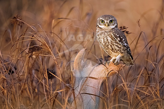 Little Owl, Athene noctua, in Italy. stock-image by Agami/Daniele Occhiato,