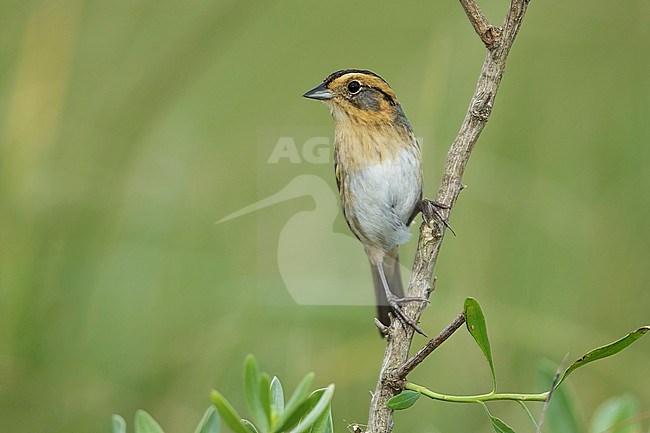 Nelson's Sparrow (Ammodramus nelsoni) perched in its breeding habitat, undisturbed marshes. stock-image by Agami/Brian E Small,