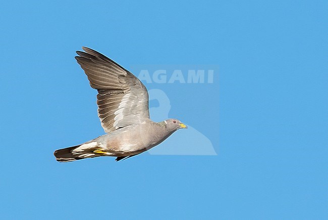 Adult Northern Band-tailed Pigeon (Patagioenas fasciata) in Santa Barbara County, California, United States. stock-image by Agami/Brian E Small,