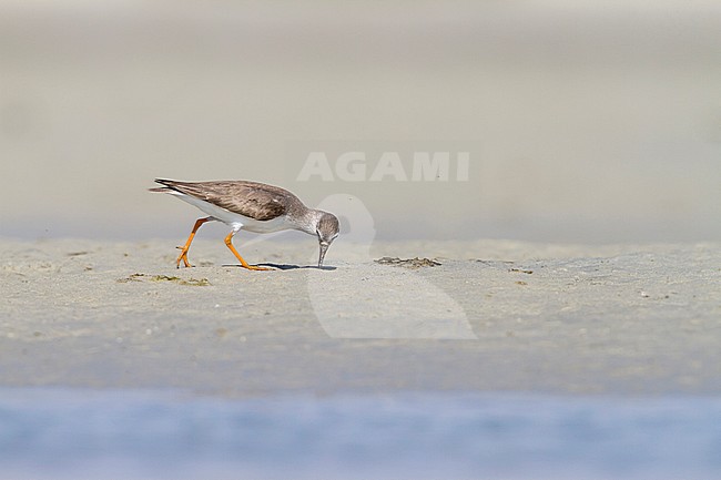 Terek Sandpiper - Terekwasserläufer - Xenus cinereus, Oman, nonbreeding stock-image by Agami/Ralph Martin,